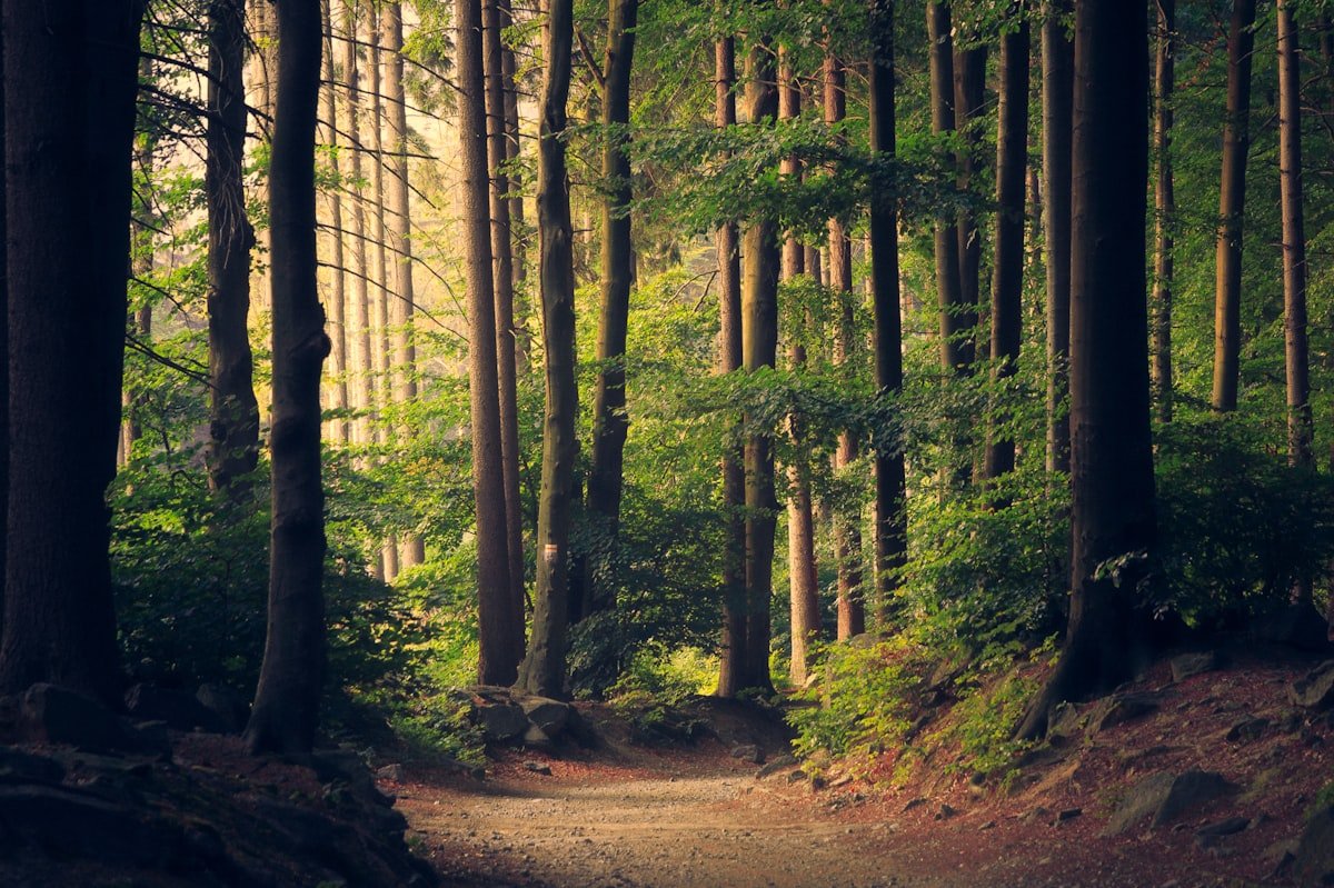Ancient woodland with moss-covered trees and dappled light